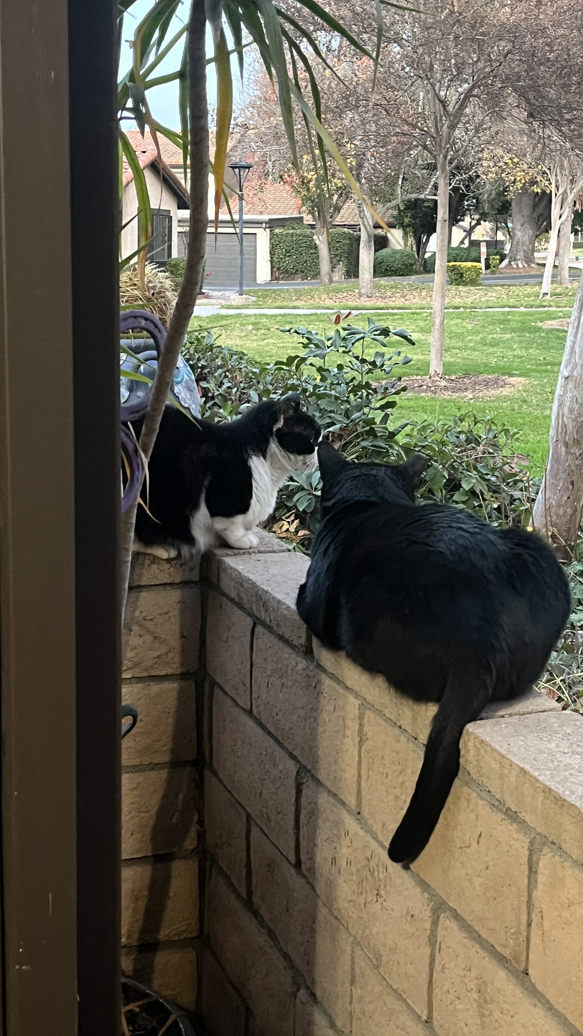 Gay Ass Cats