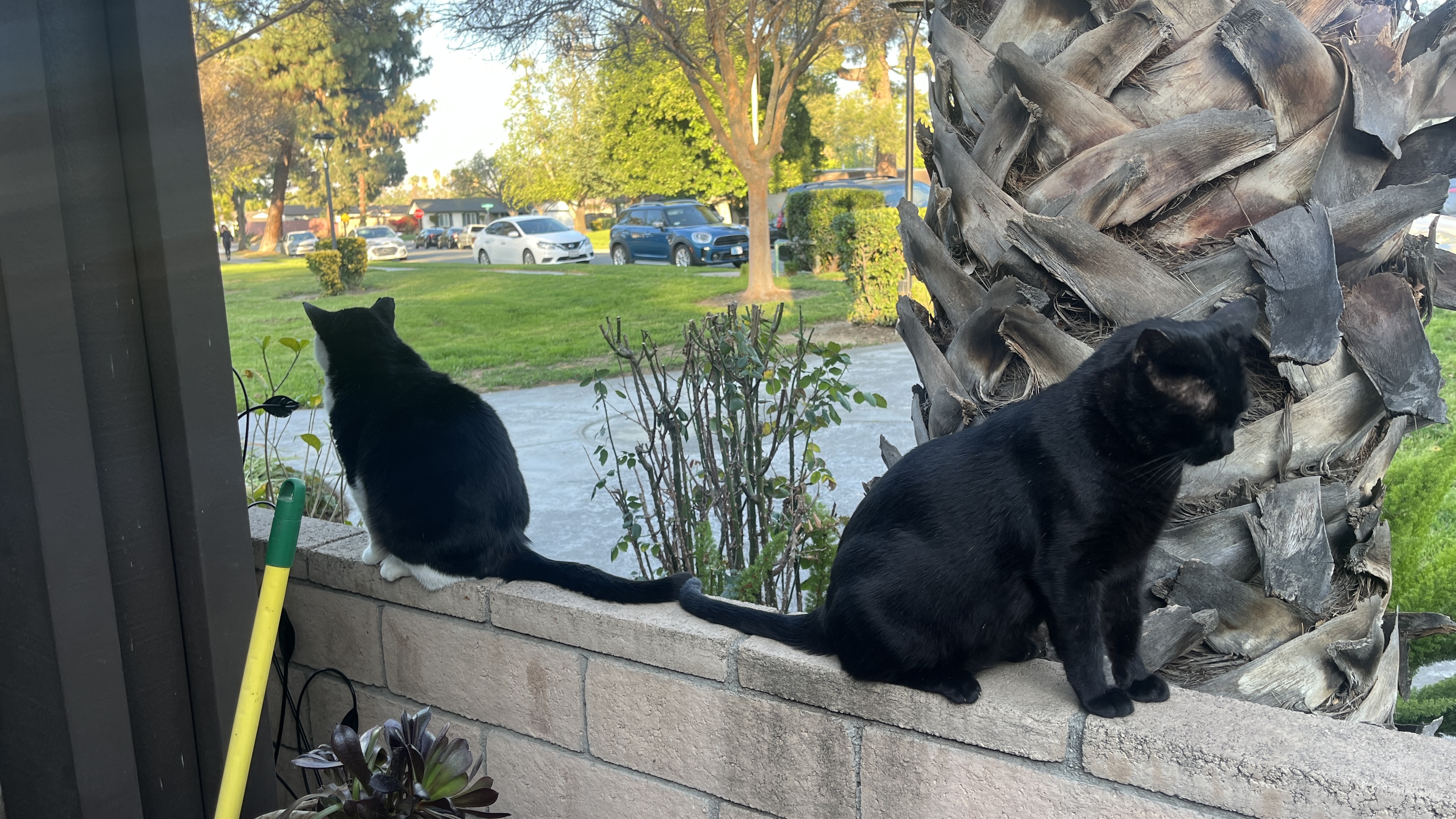 Gay Ass Cats