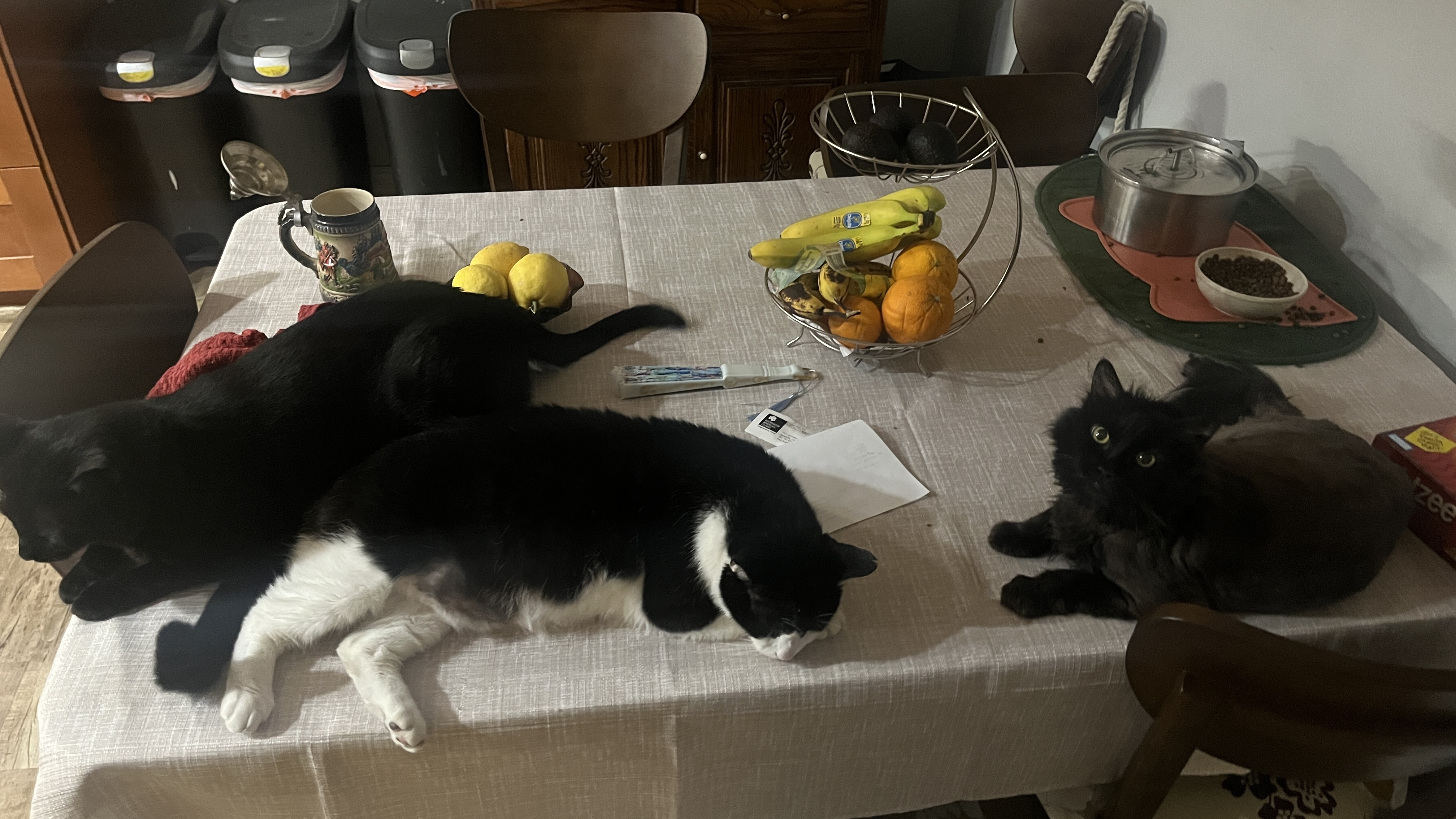 Gay Ass Cats